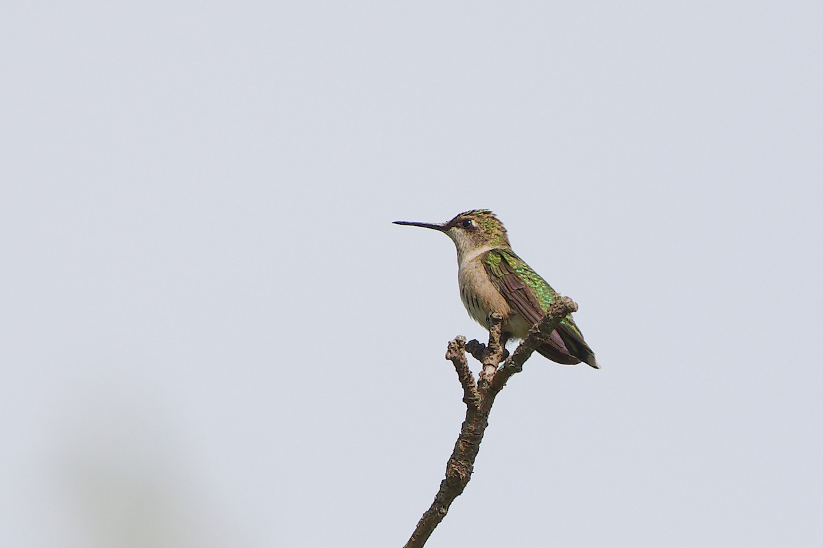 Ruby-throated Hummingbird - ML644056116