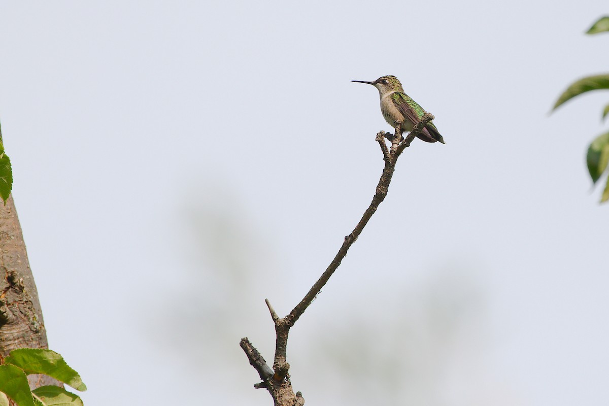 Ruby-throated Hummingbird - ML644056117