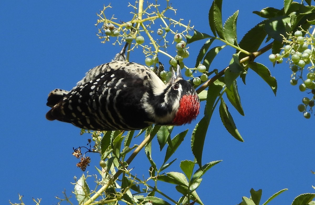 Nuttall's Woodpecker - ML644056122