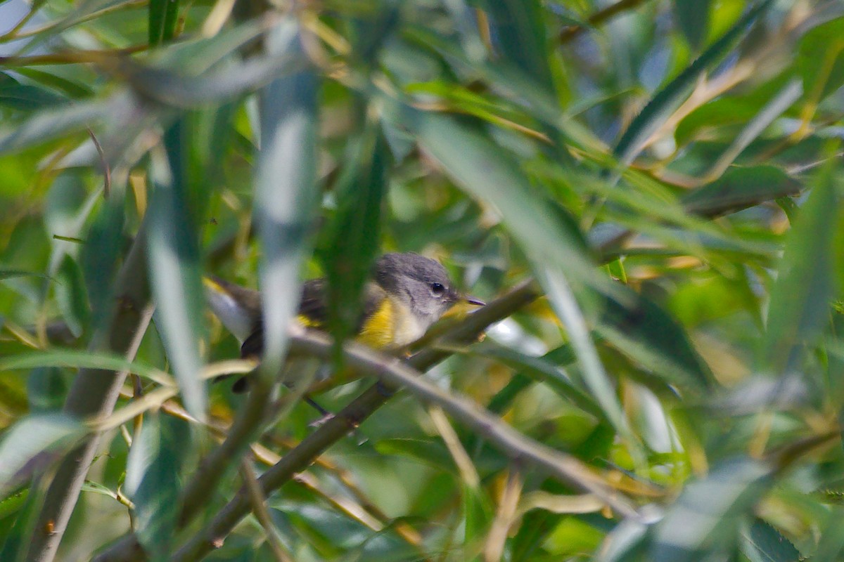 American Redstart - ML644056124