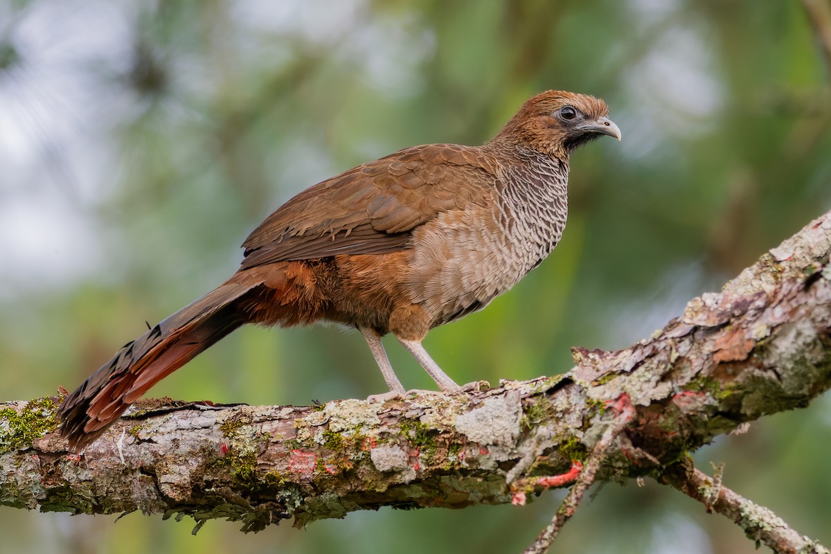 Scaled Chachalaca - ML644056126