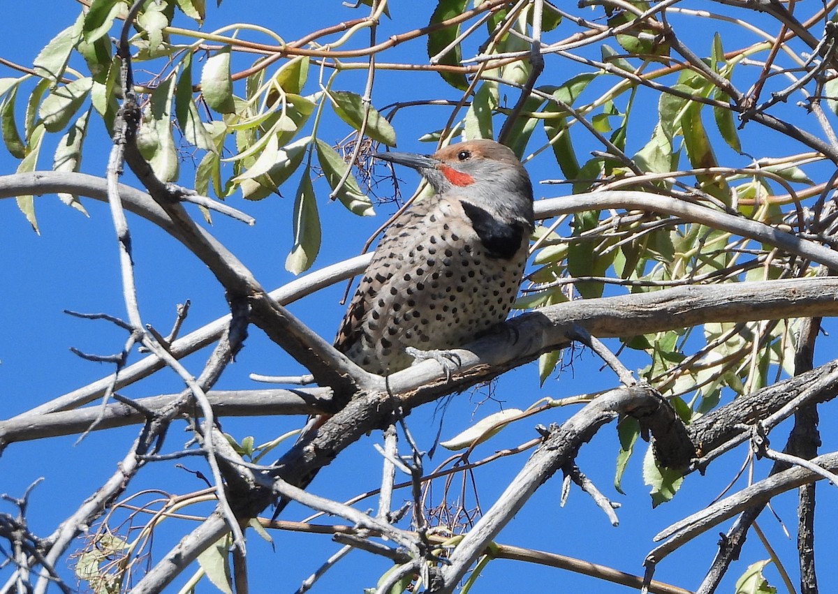 Northern Flicker - ML644056144