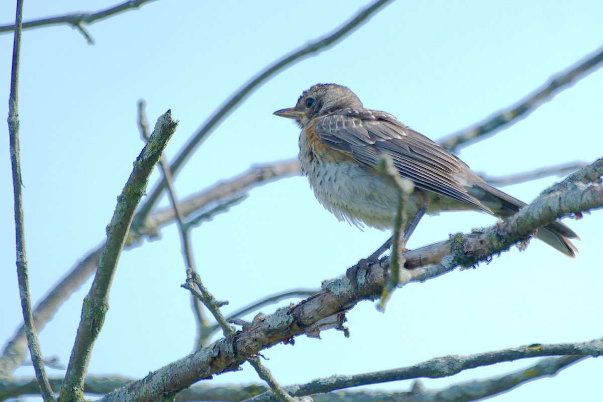 vandretrost - ML644056149