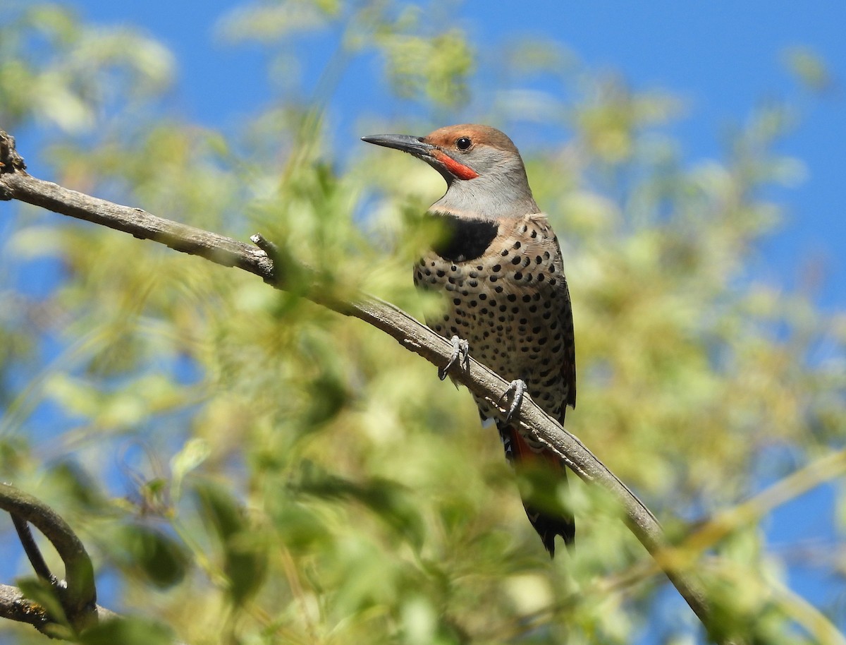 Northern Flicker - ML644056166