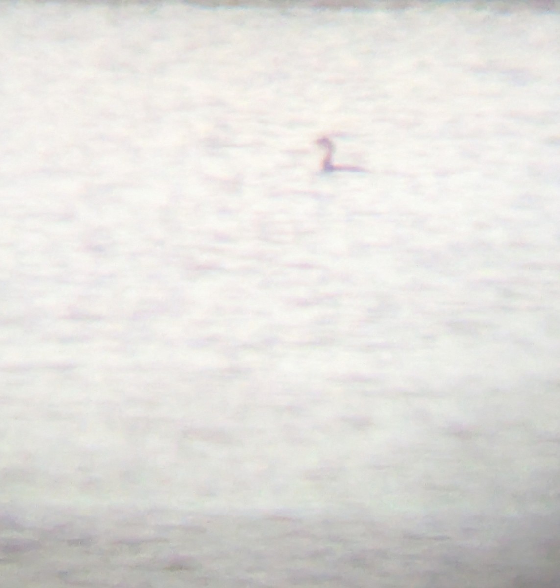 Pied-billed Grebe - ML644056168