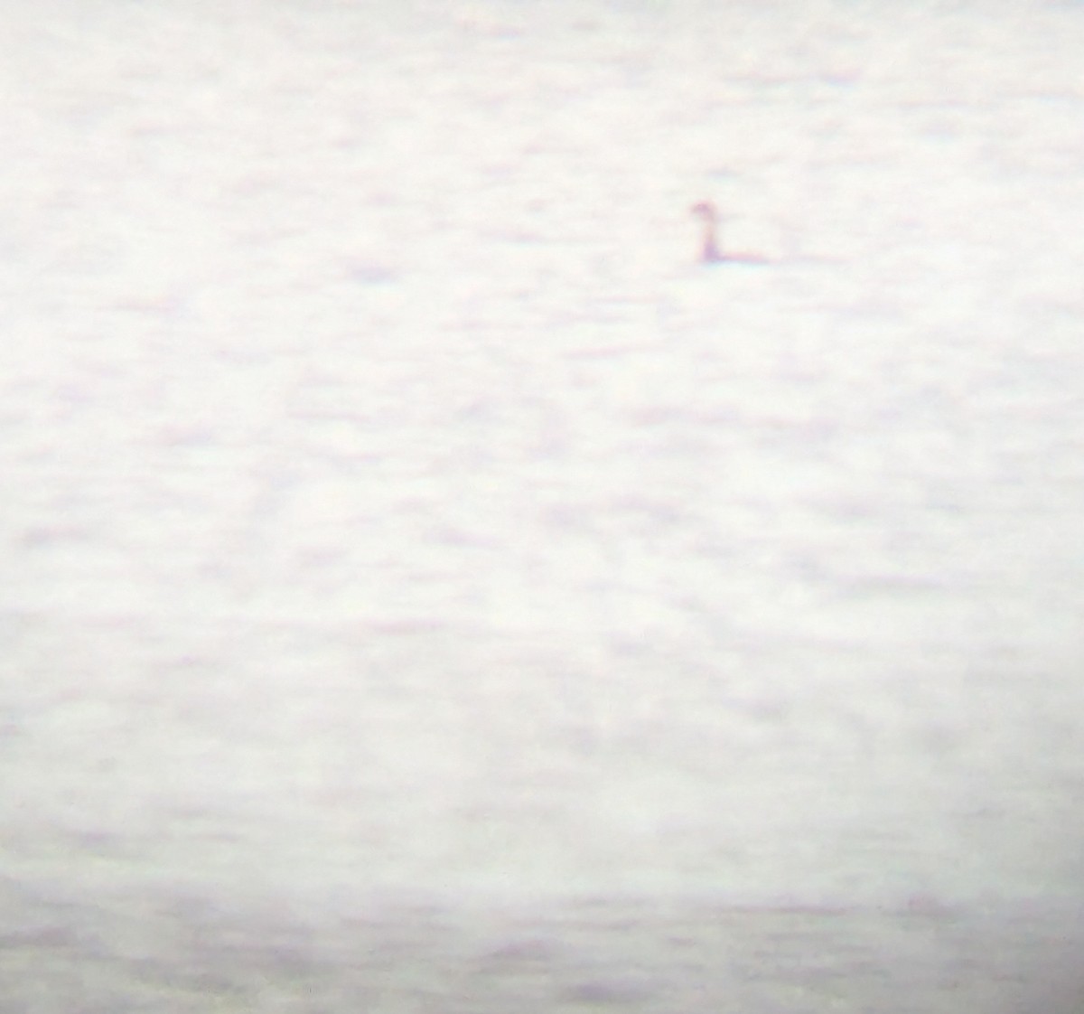 Pied-billed Grebe - ML644056169