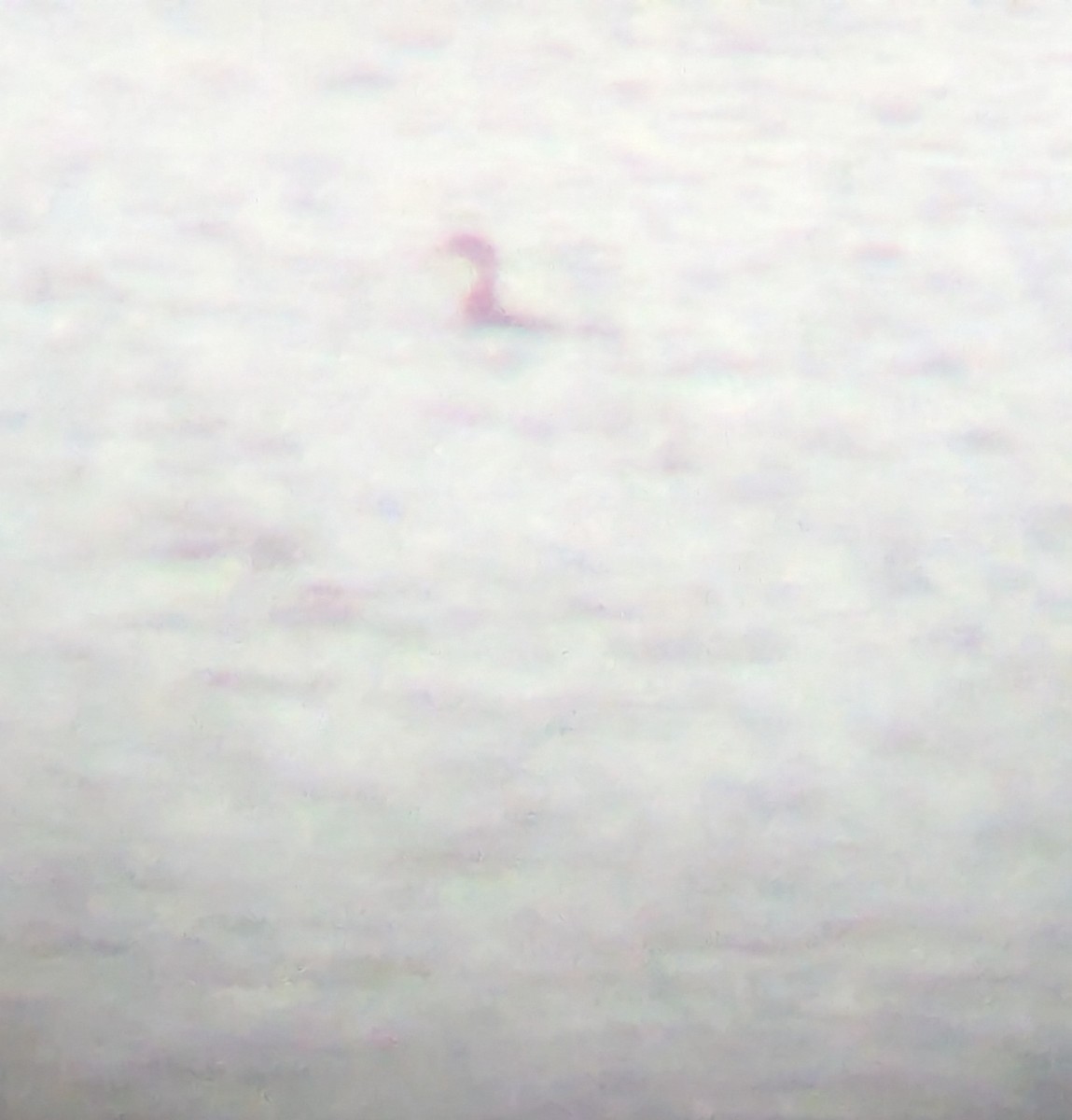 Pied-billed Grebe - ML644056170