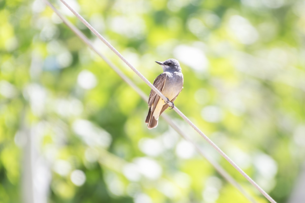 Cassin's Kingbird - ML644056189
