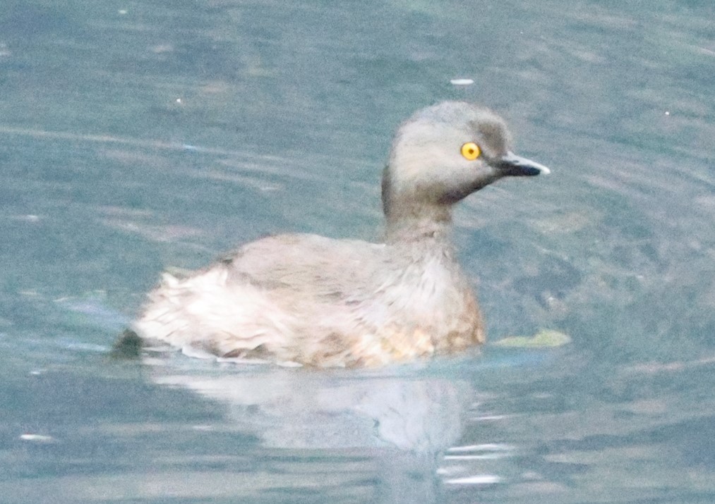 Least Grebe - ML644056191