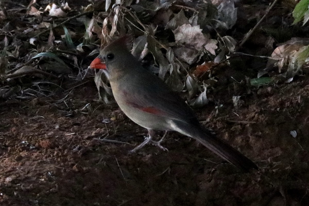Northern Cardinal - ML644056205