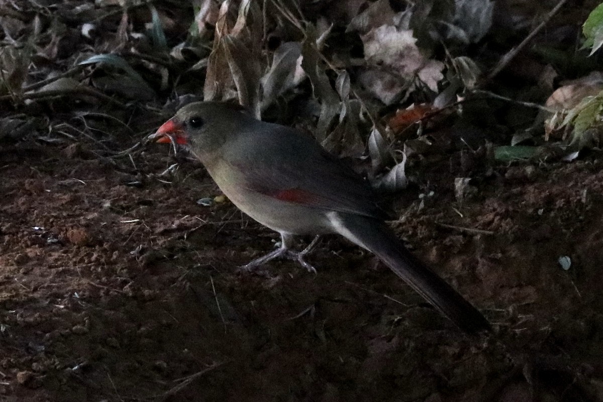 Northern Cardinal - ML644056213