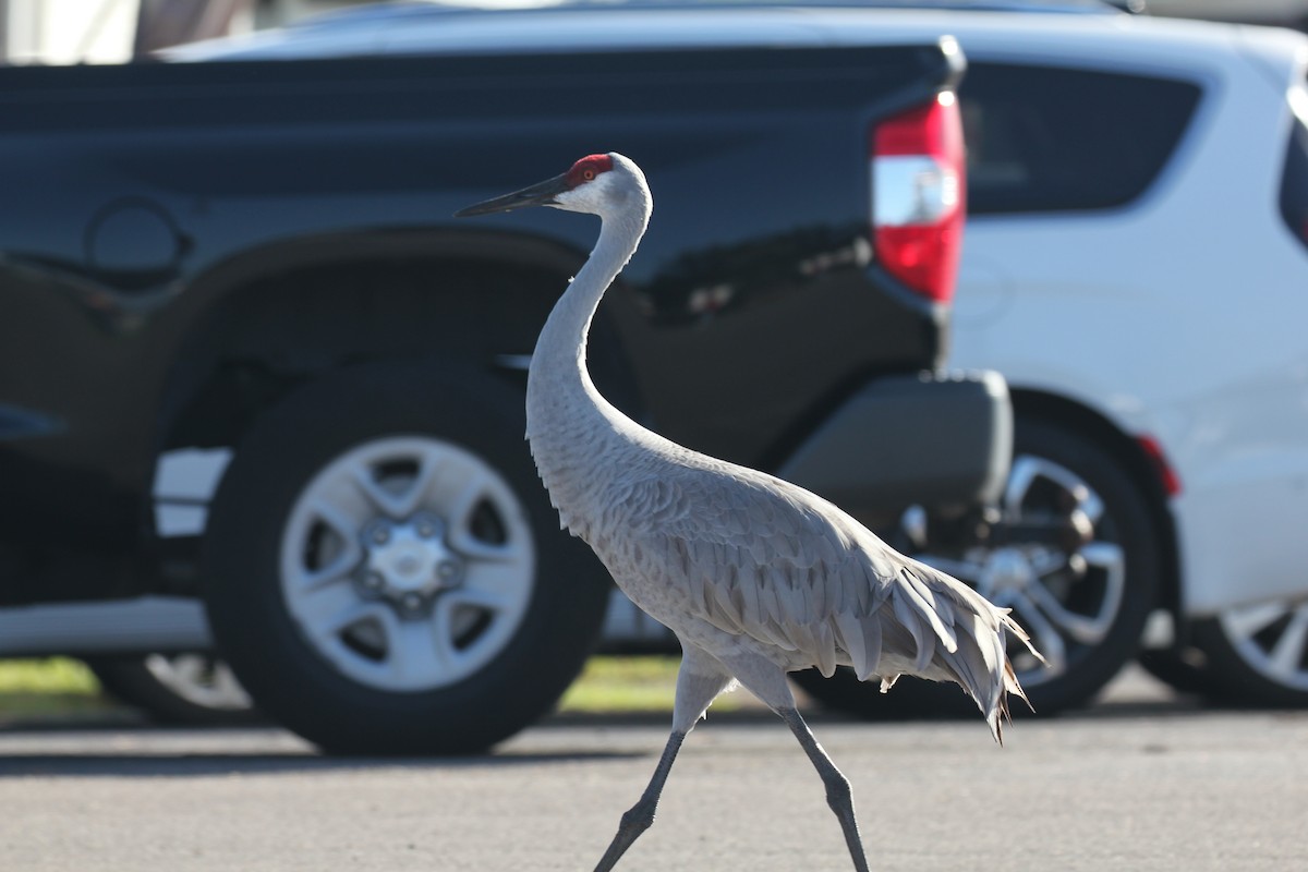 Sandhill Crane (Florida) - ML644056214