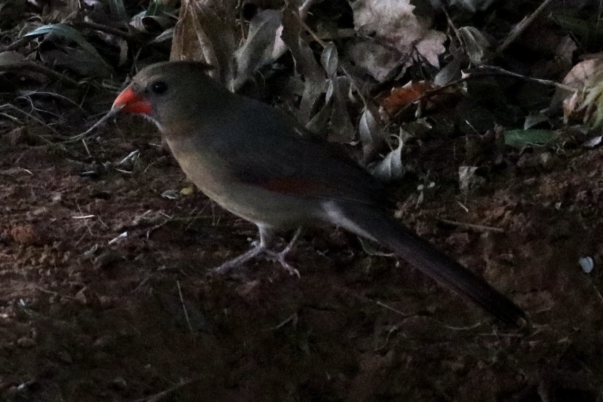 Northern Cardinal - ML644056225