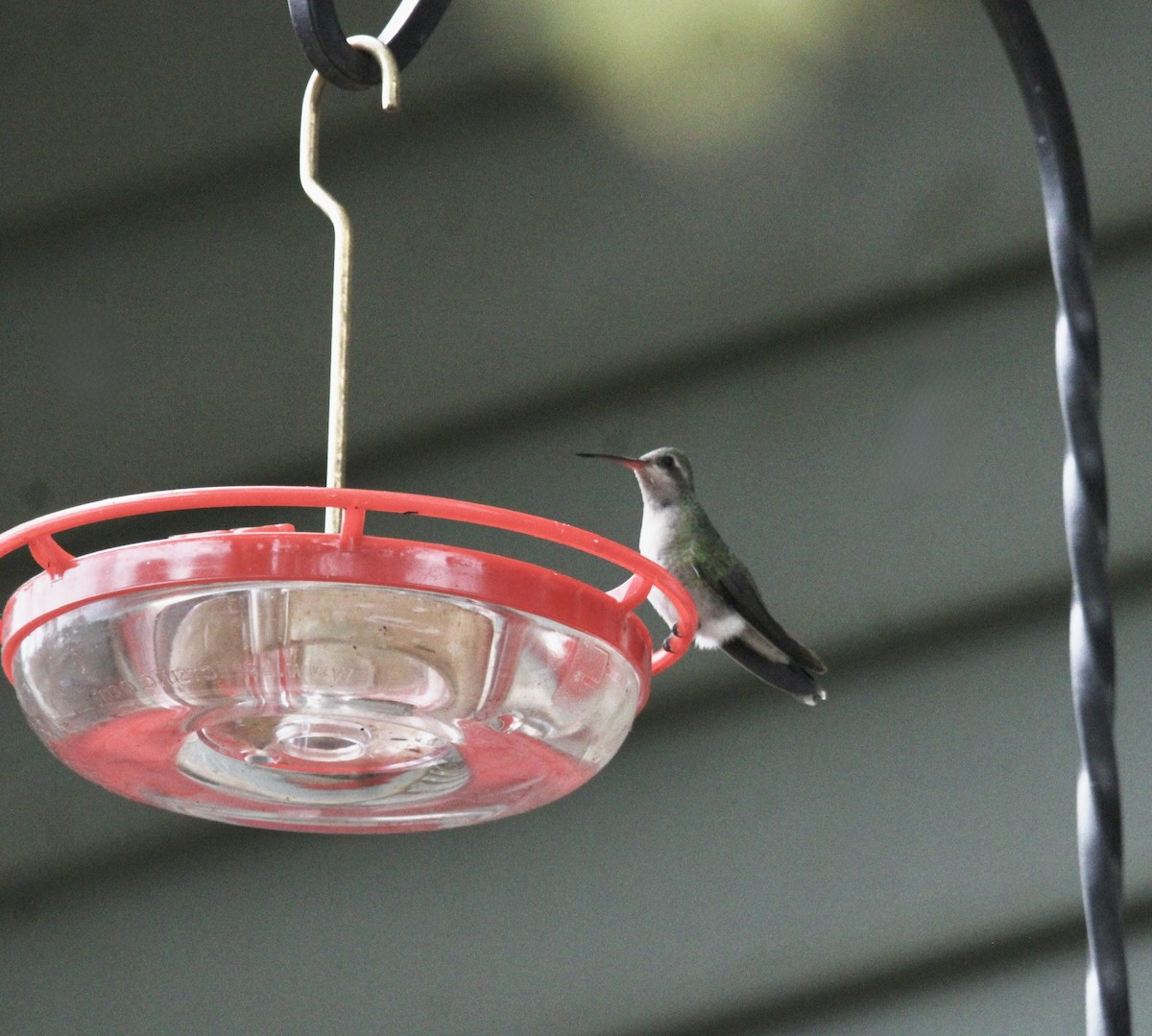 Broad-billed Hummingbird - ML644056237