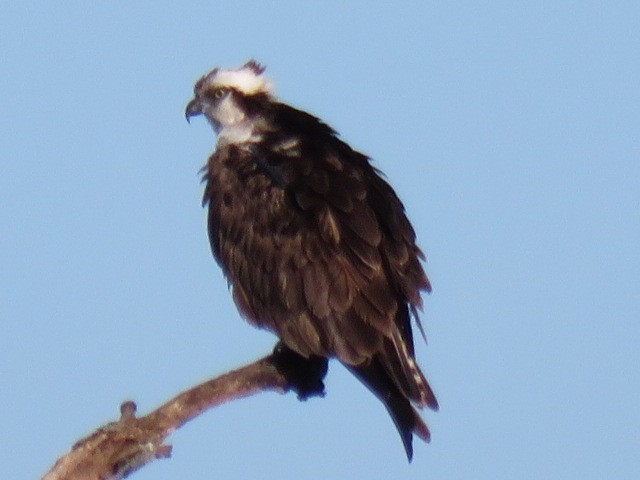 ミサゴ - ML644056244
