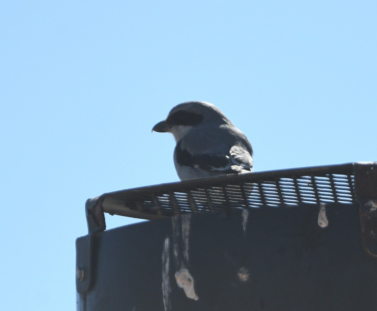 Loggerhead Shrike - ML644056253