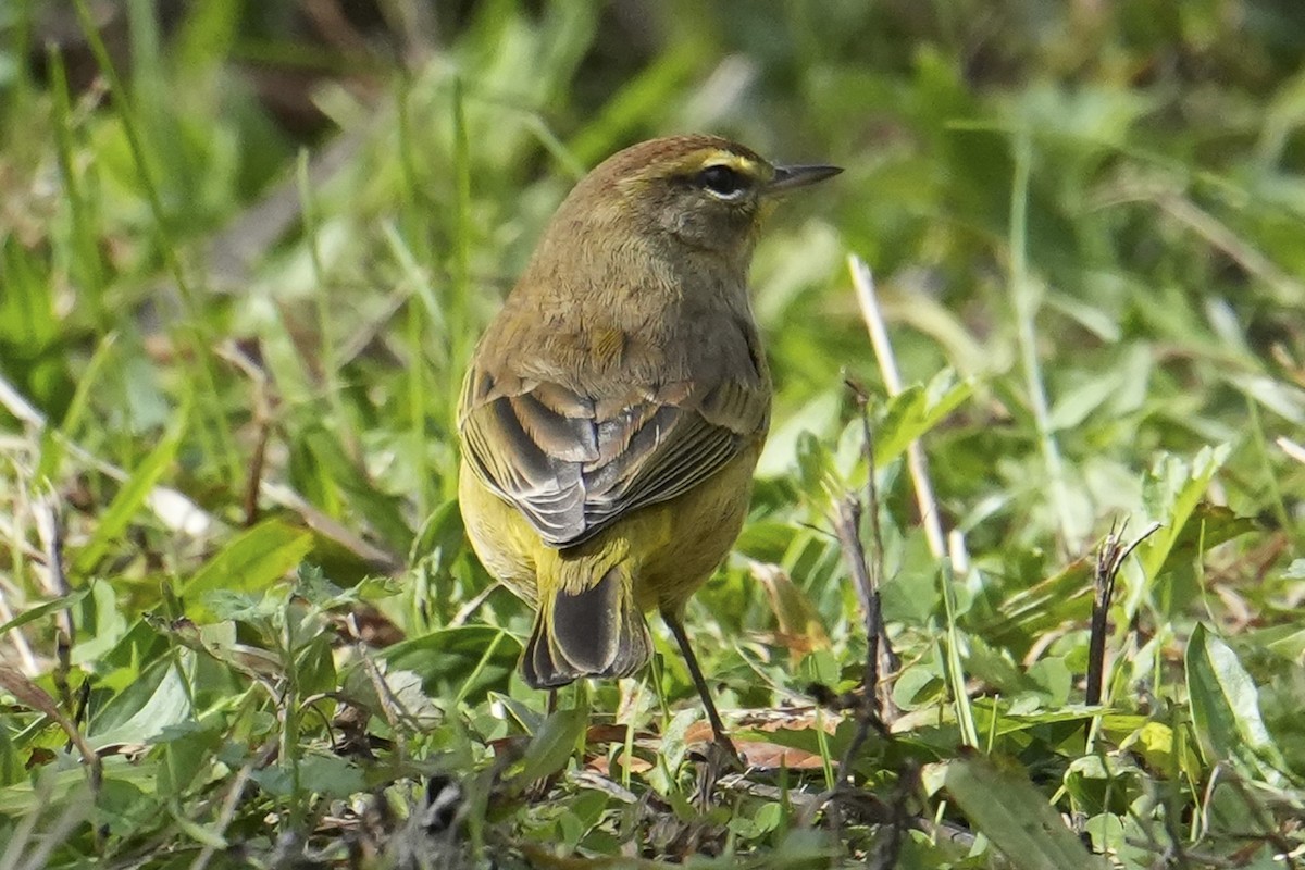 Paruline à couronne rousse - ML644056257
