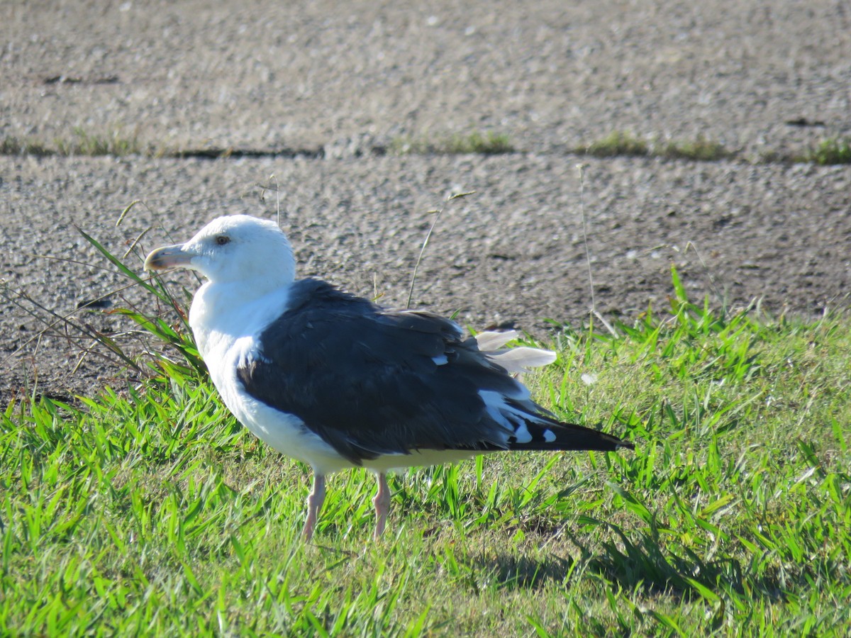 オオカモメ - ML644056301