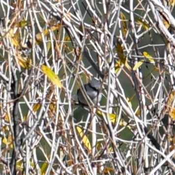 Loggerhead Shrike - ML644056344