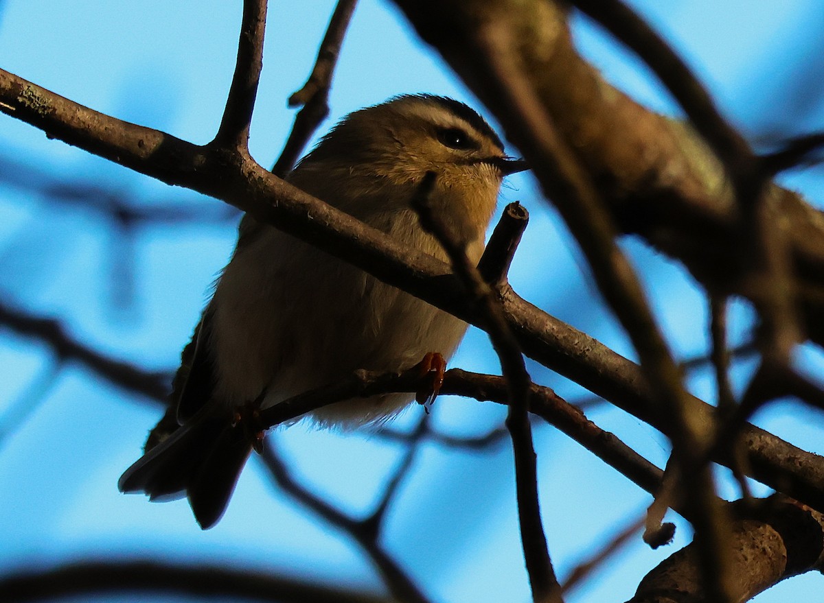 Golden-crowned Kinglet - ML644056349