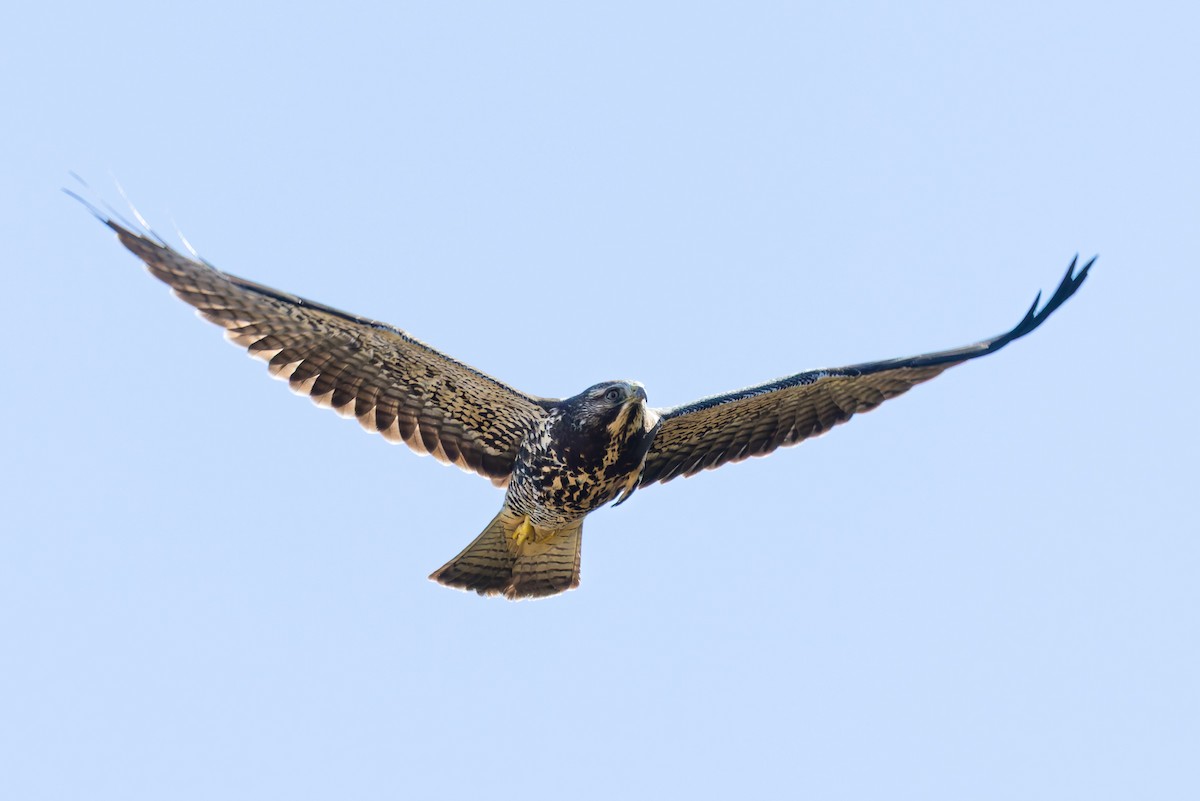 káně bělohrdlá - ML644056351