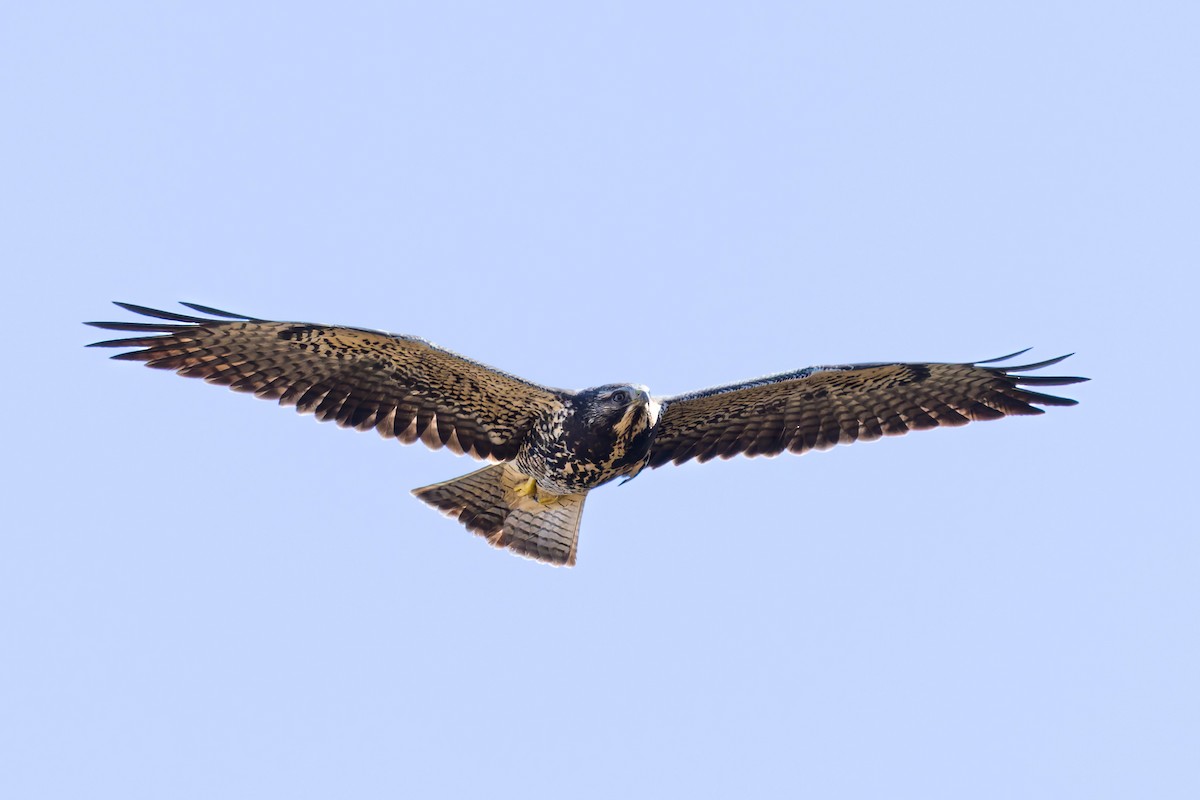 káně bělohrdlá - ML644056352