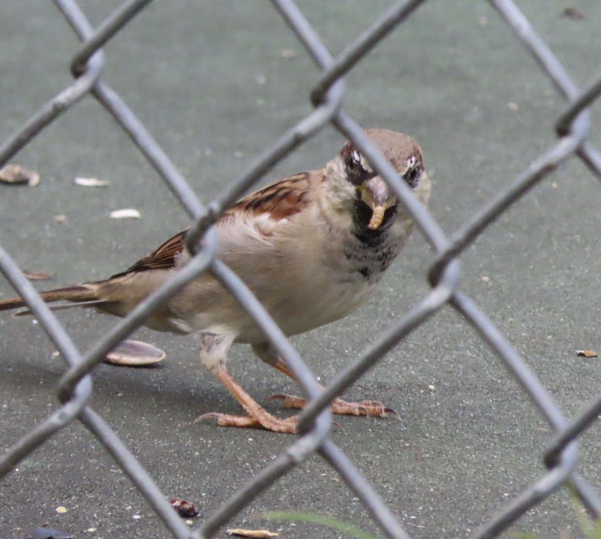 House Sparrow - ML644056411