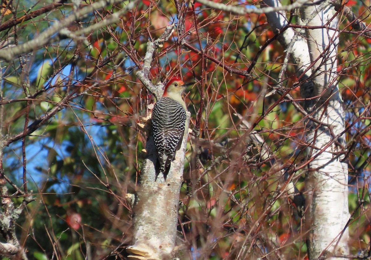 Red-bellied Woodpecker - ML644056412