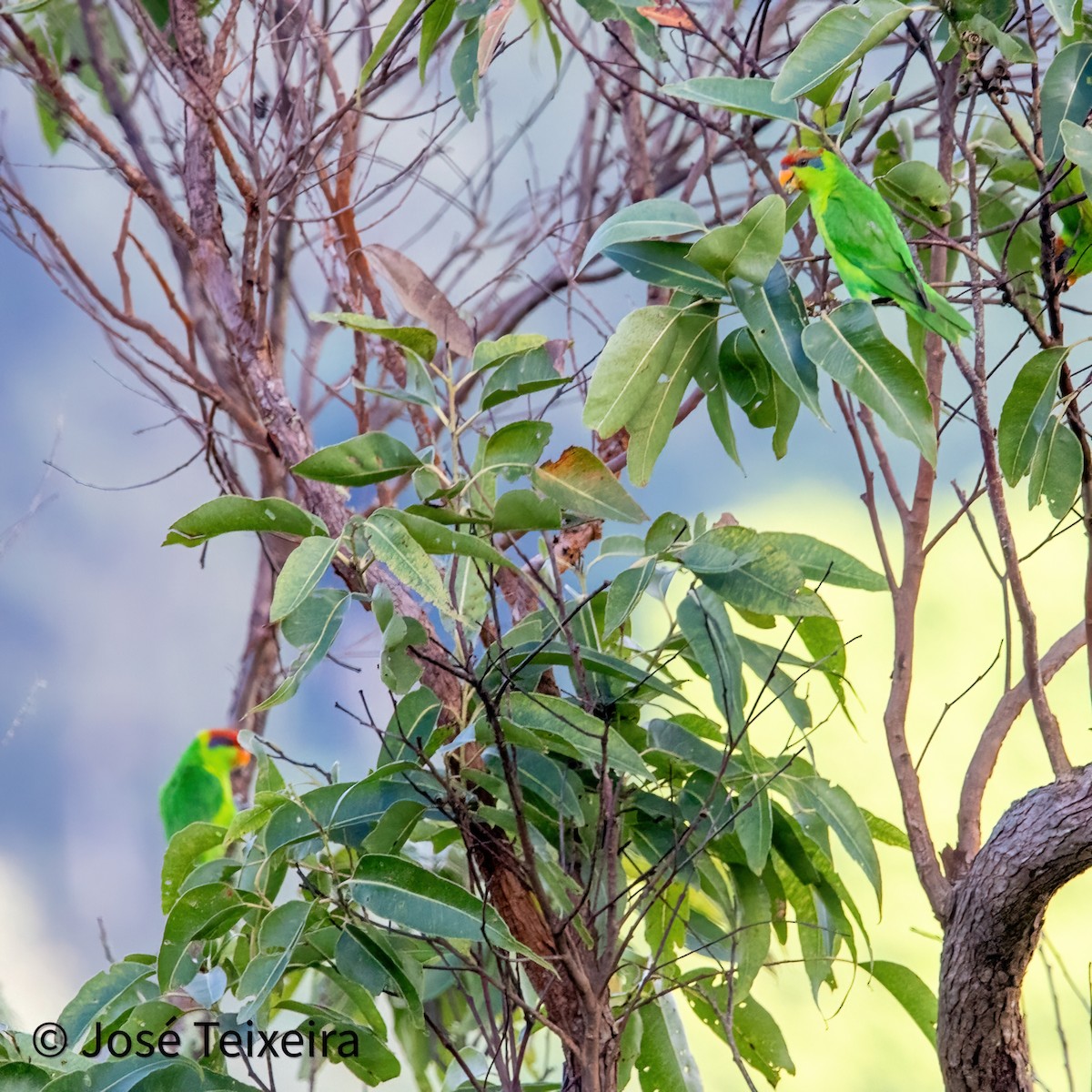 Iris Lorikeet - ML644056417