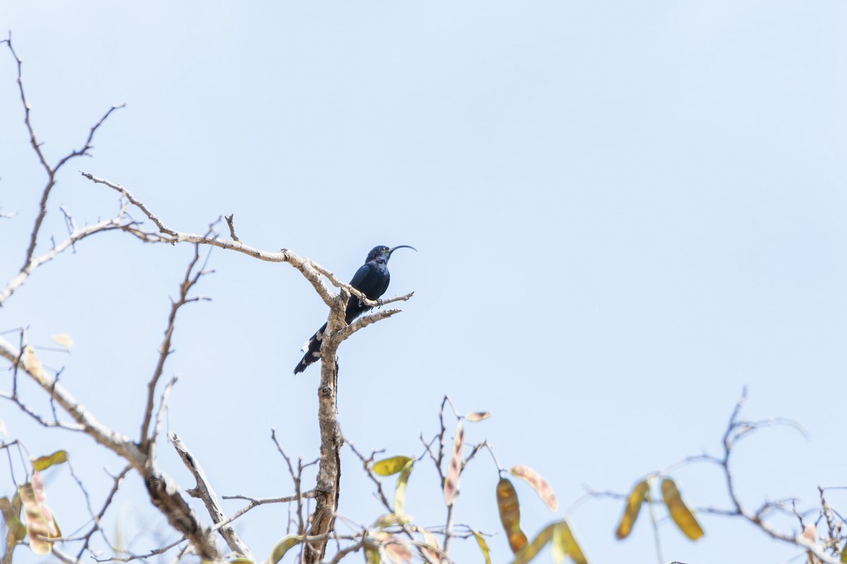 Common Scimitarbill - ML644056418