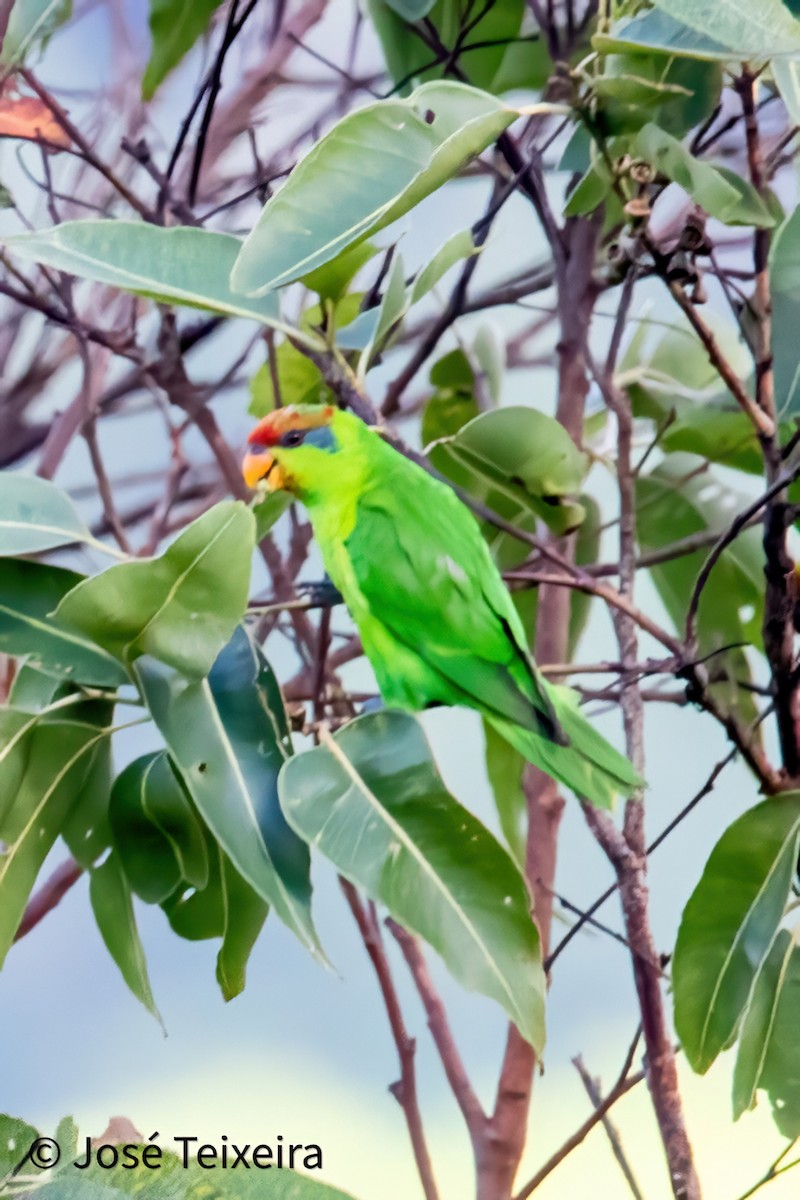 Iris Lorikeet - ML644056421