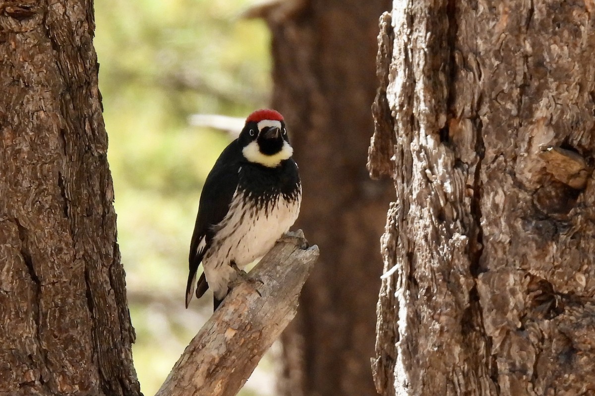 Acorn Woodpecker - ML644056427