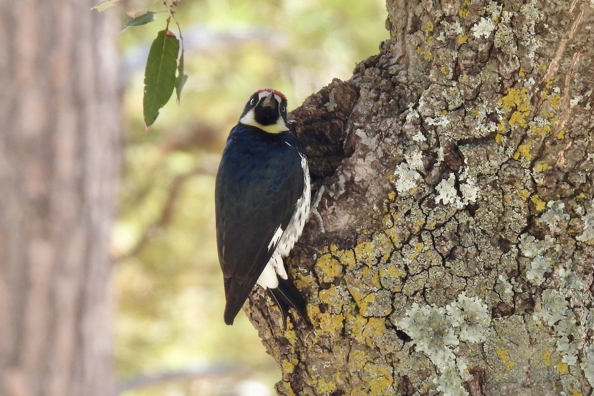 Acorn Woodpecker - ML644056428