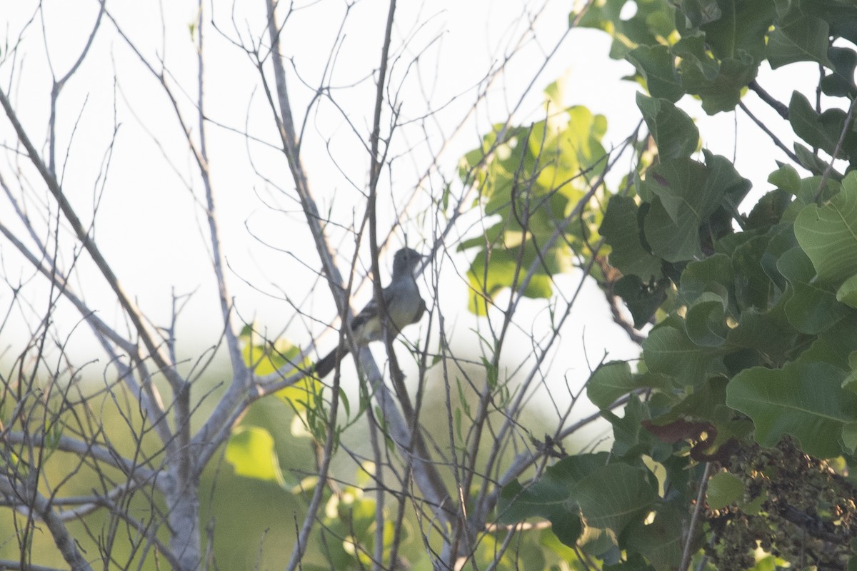 Large Elaenia - ML644056429