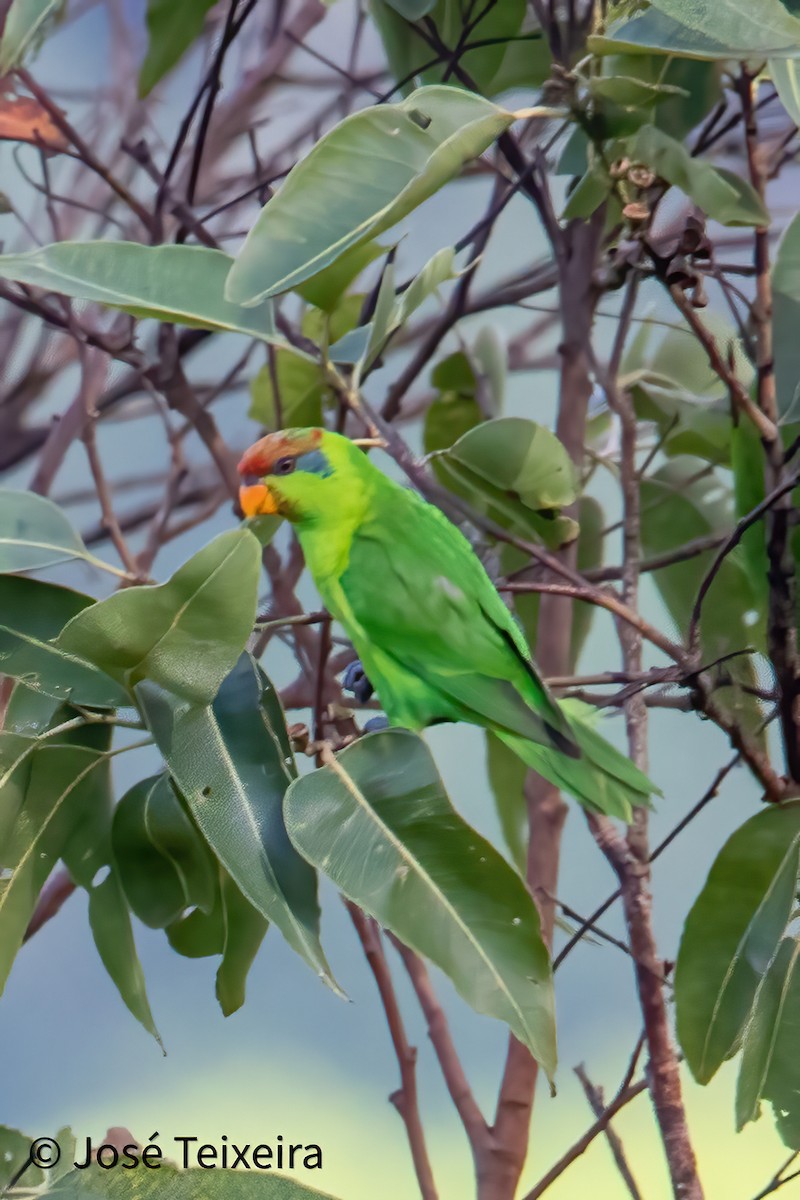 Iris Lorikeet - ML644056433