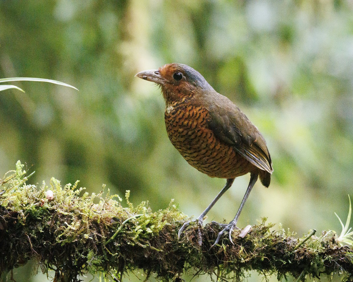 Giant Antpitta - ML644056436