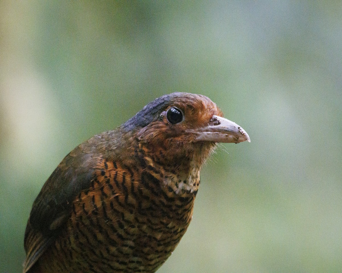 Giant Antpitta - ML644056437