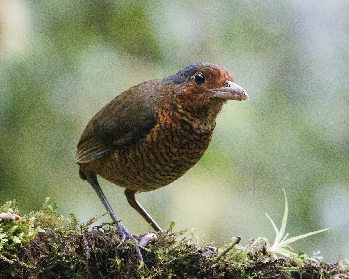 Giant Antpitta - ML644056438