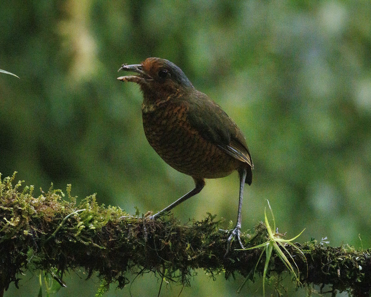 Giant Antpitta - ML644056439