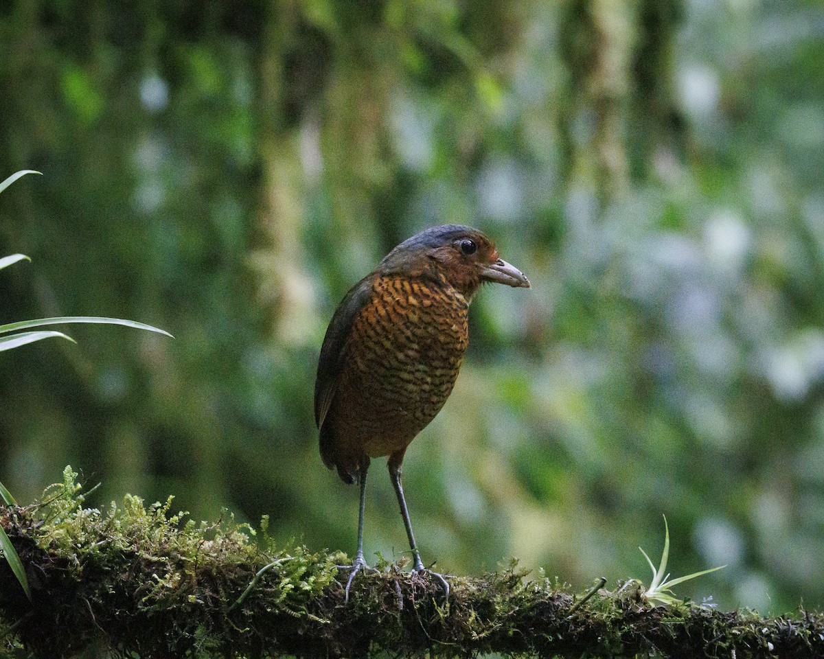 Giant Antpitta - ML644056440