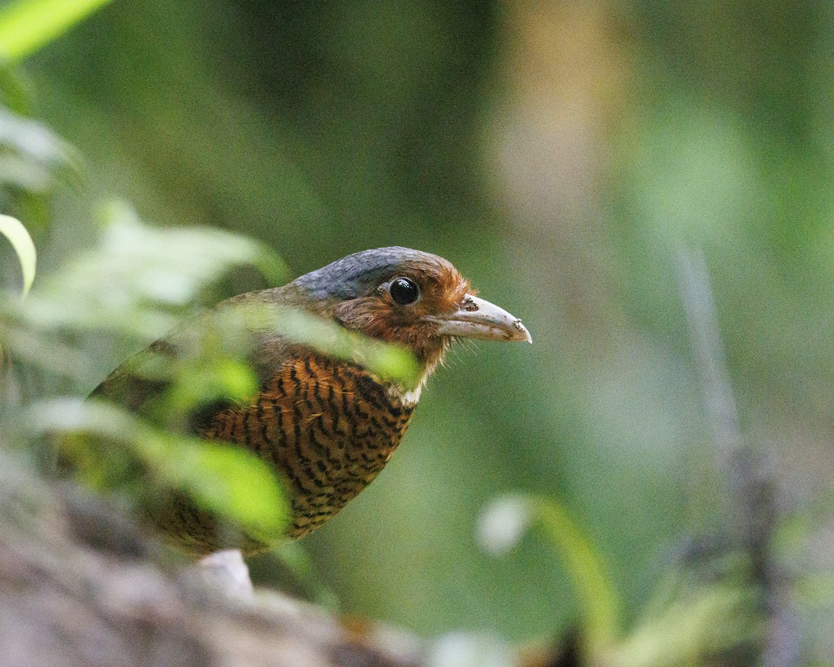 Giant Antpitta - ML644056441