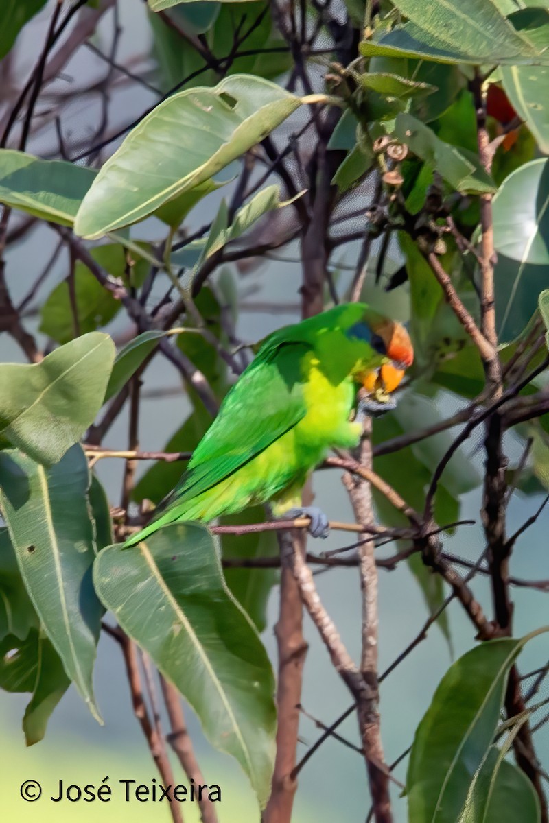 Iris Lorikeet - ML644056446