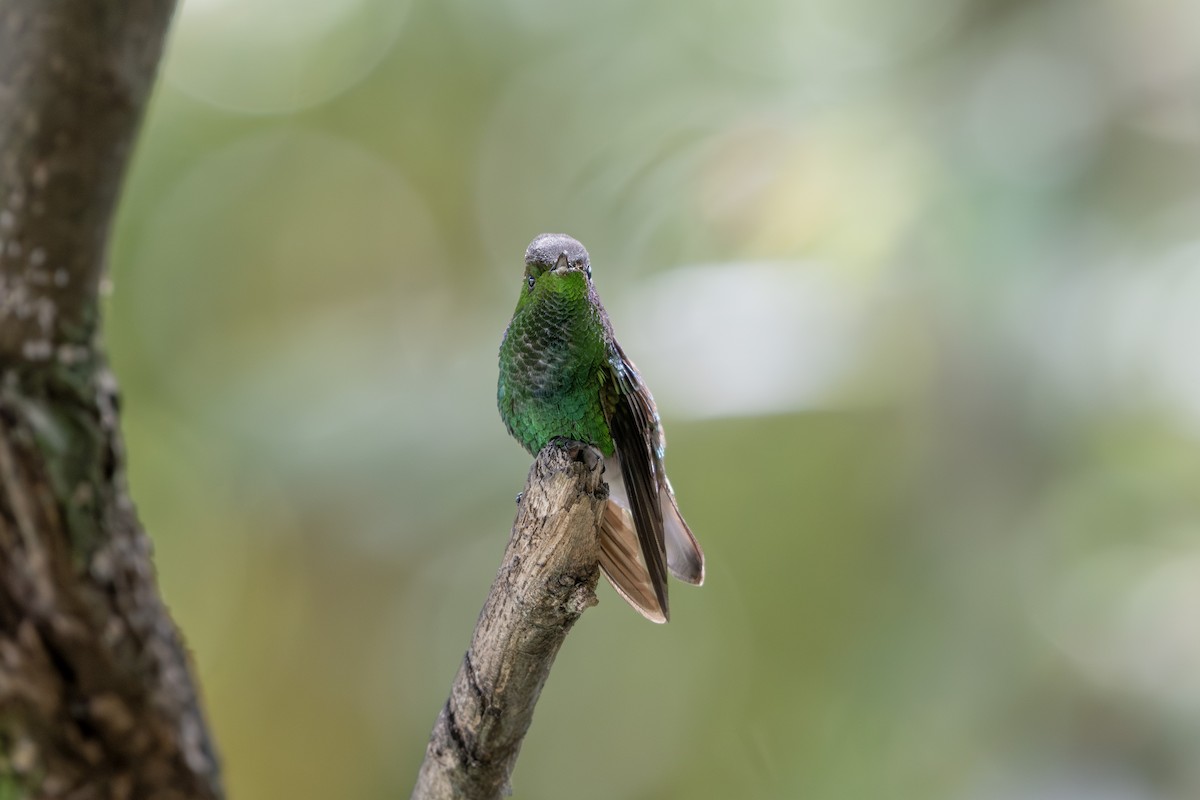 Coppery-headed Emerald - ML644056455