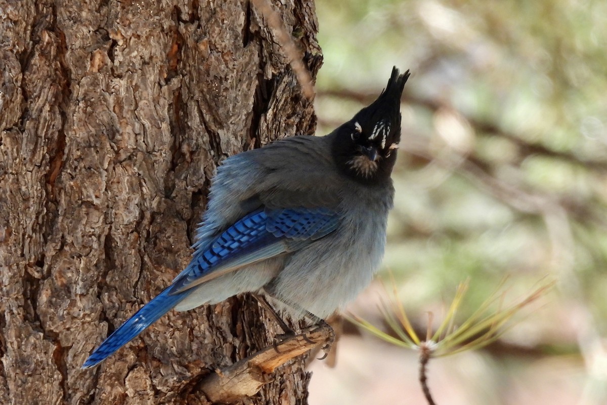 Steller's Jay - ML644056468