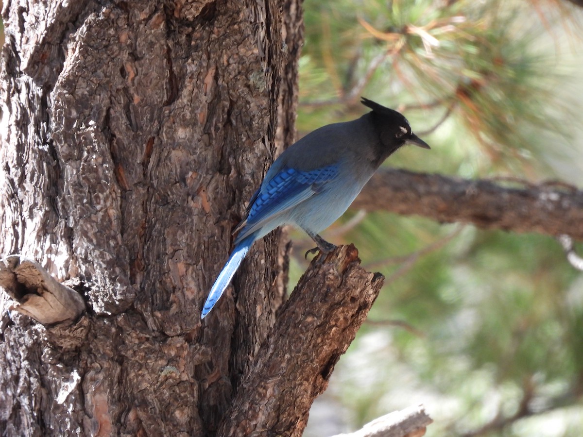 Steller's Jay - ML644056469