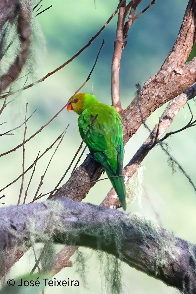 Olive-headed Lorikeet - ML644056472