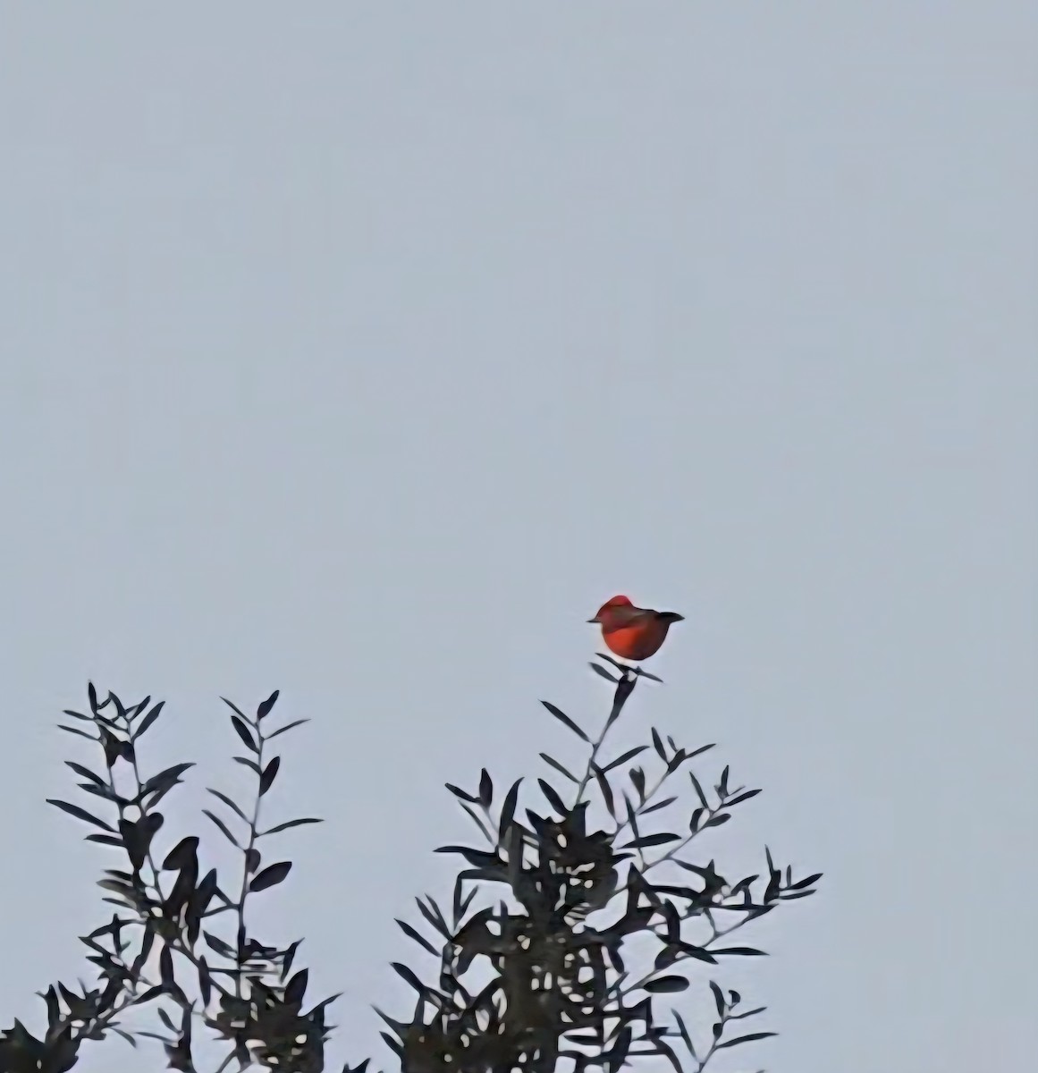 Vermilion Flycatcher - ML644056480