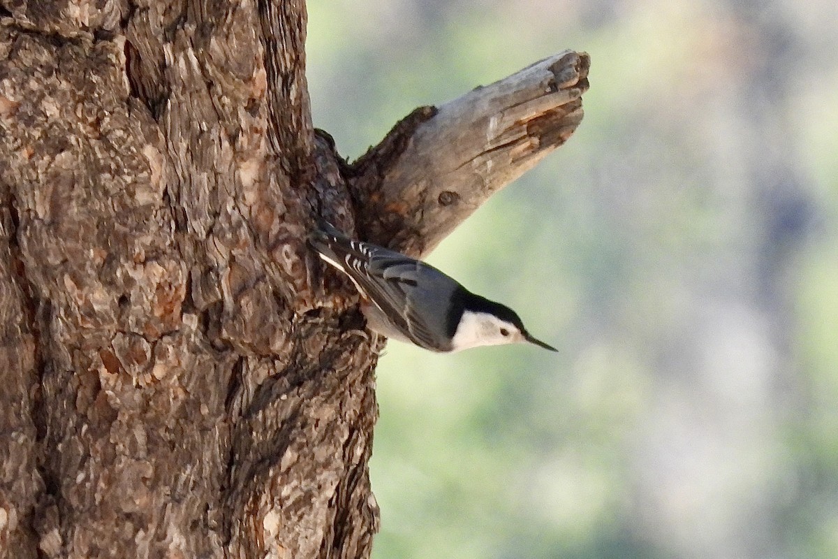White-breasted Nuthatch - ML644056481