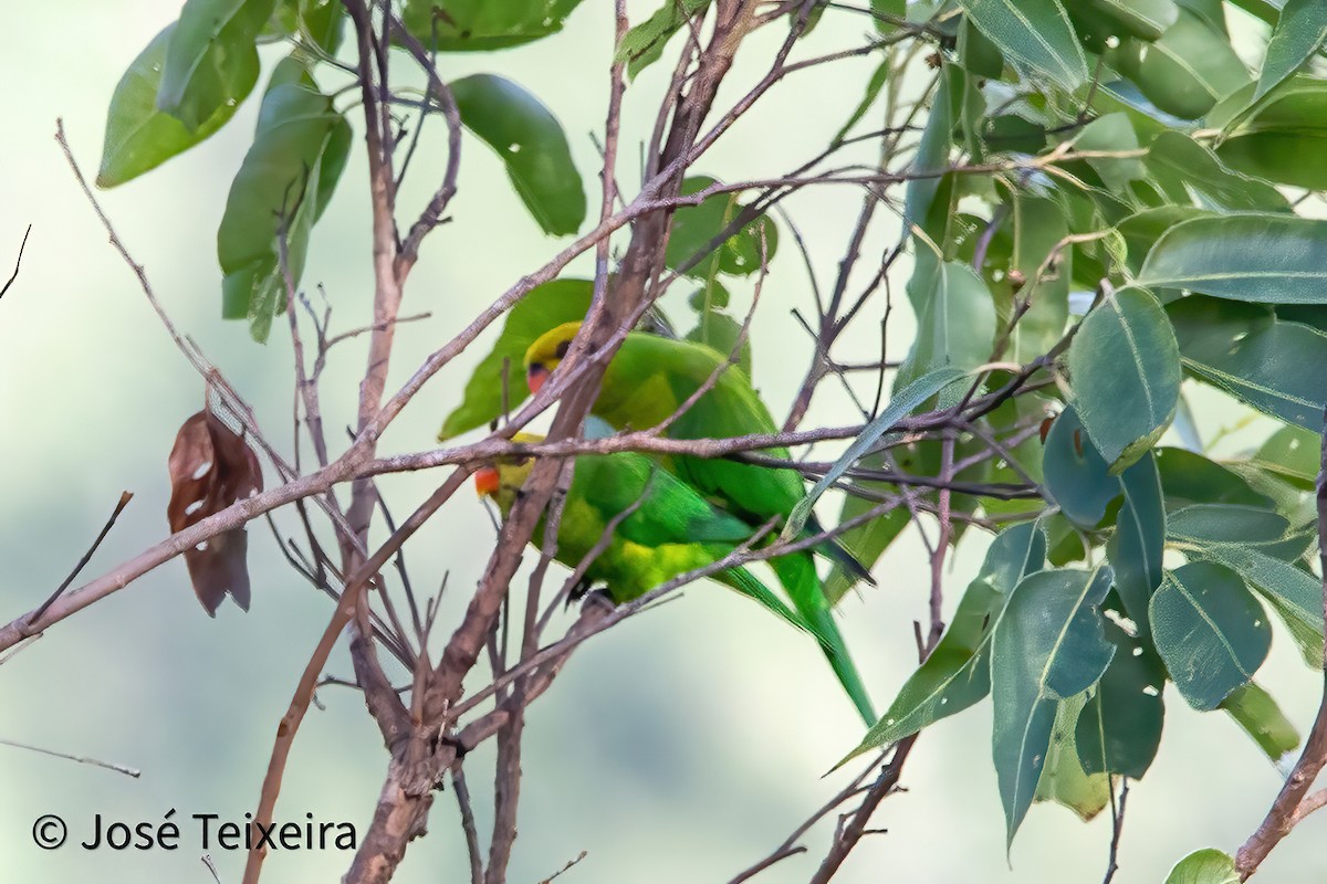 Olive-headed Lorikeet - ML644056483