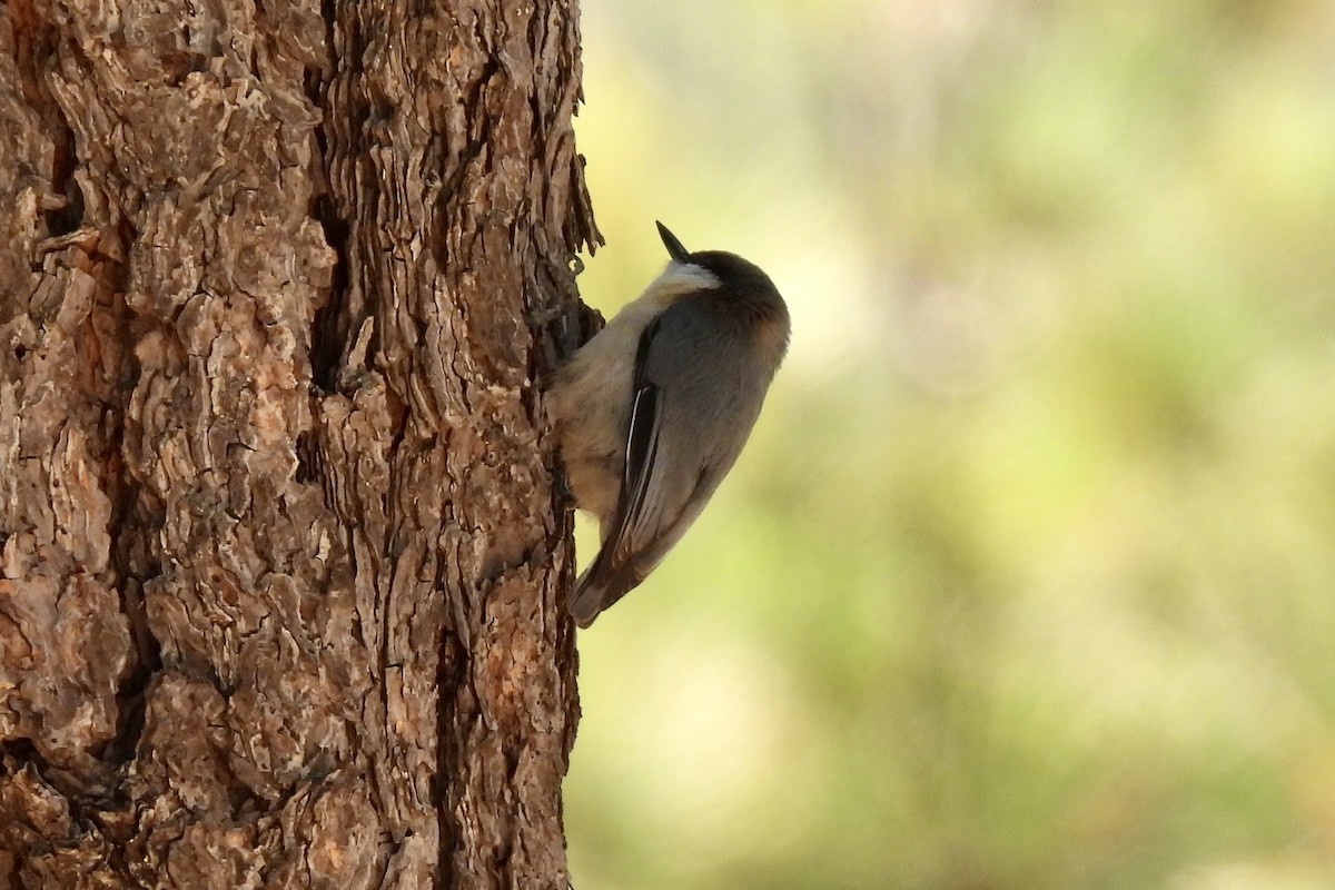 Pygmy Nuthatch - ML644056493